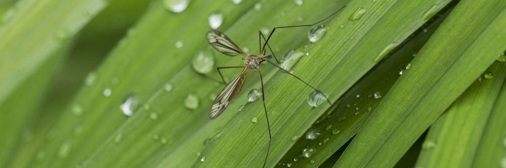 come eliminare gli insetti in casa