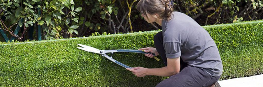 consigli utili per il tuo giardino