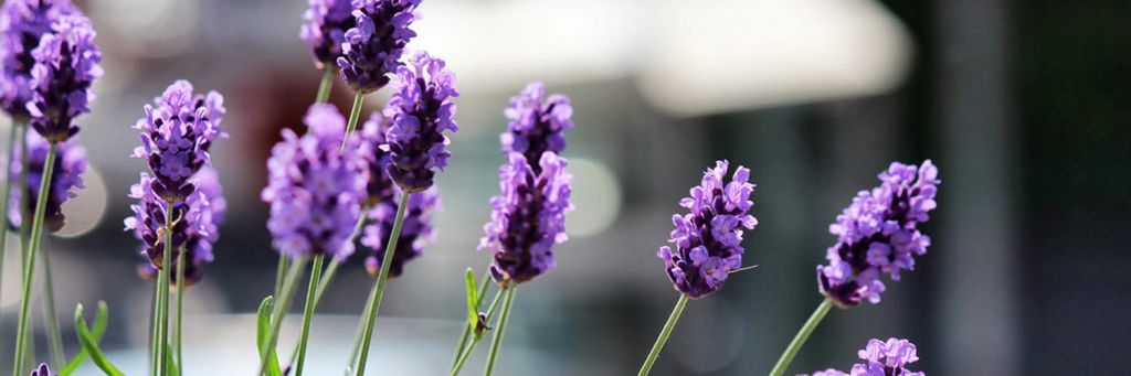 lavanda