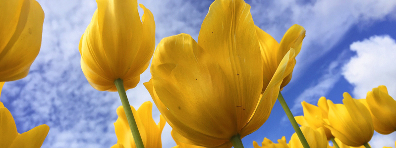 tulipani