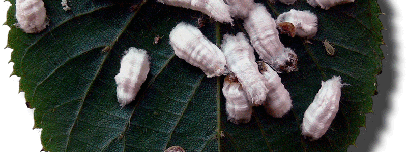 cocciniglie